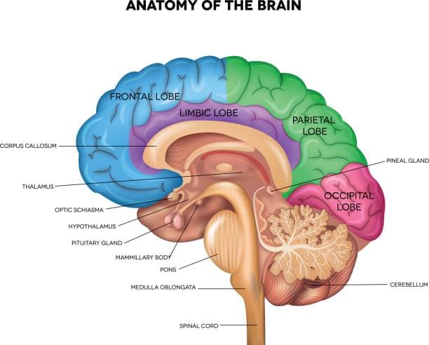 Biological Brain Diagram