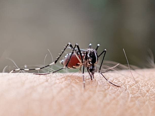 Dengue mosquito vector