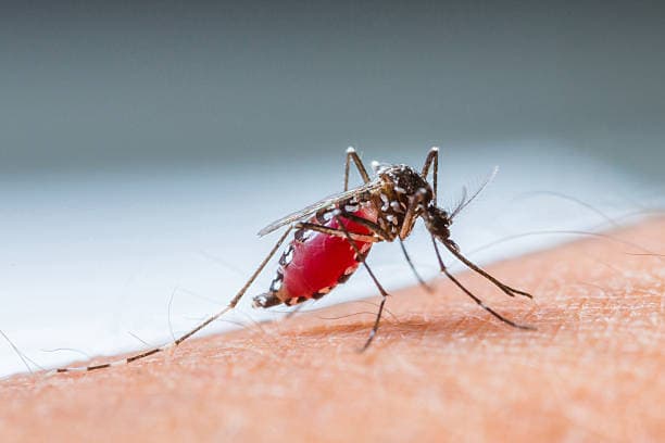 Comparison of key differences between dengue and malaria symptoms