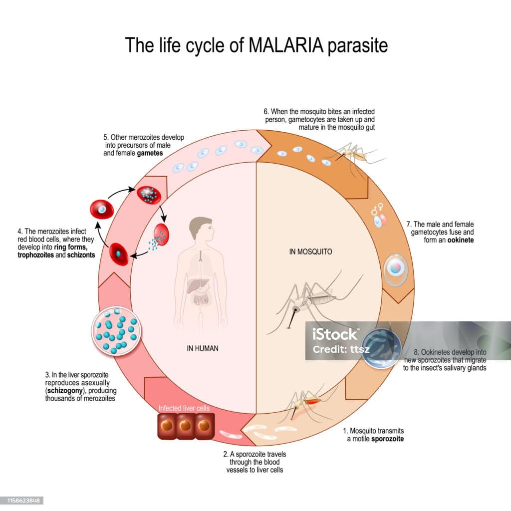 Malaria parasite life cycle
