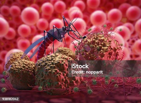 Similarities in mosquito-borne diseases