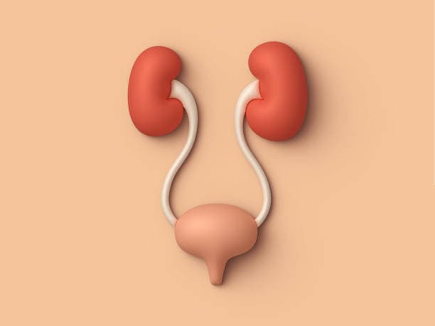 UTI prevention tips image