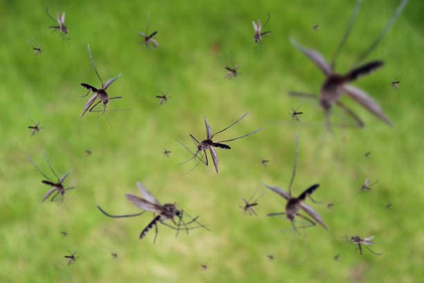 Risk factors for dengue fever