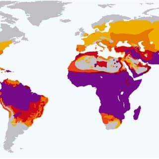 Global malaria map
