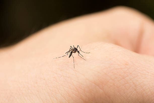 Early symptoms of malaria: Illustration of a mosquito transmitting the disease
