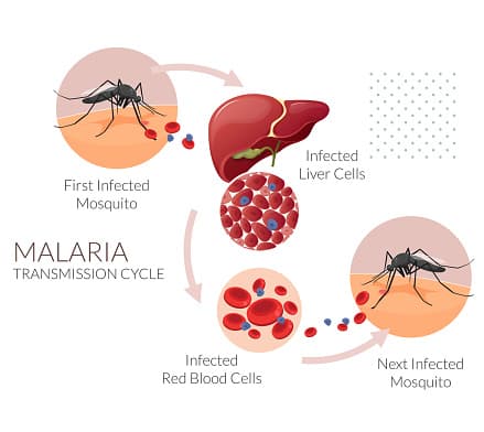 Malaria transmission cycle diagram