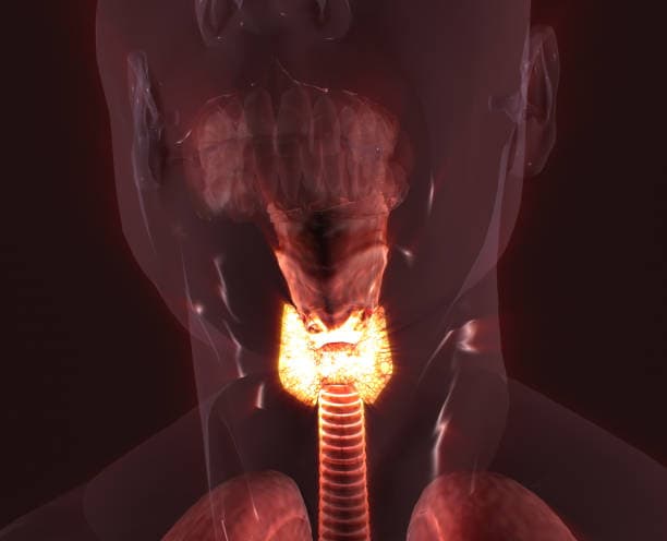 Thyroid Imbalance Diagram