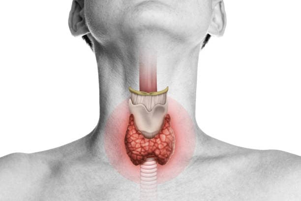 Hero Image of Thyroid and Menstrual Cycle