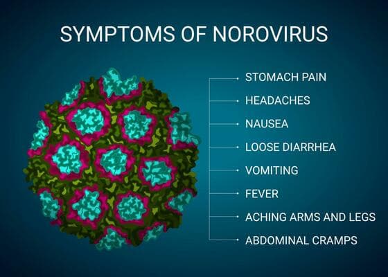 Norovirus Symptoms Breakdown