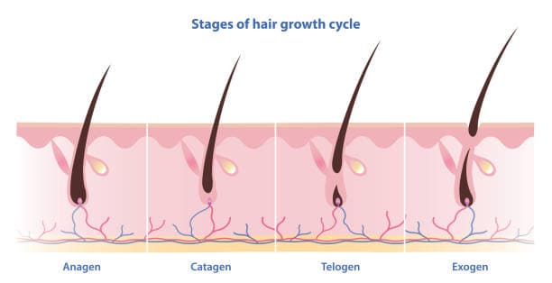 Image of hair follicles in different growth phases