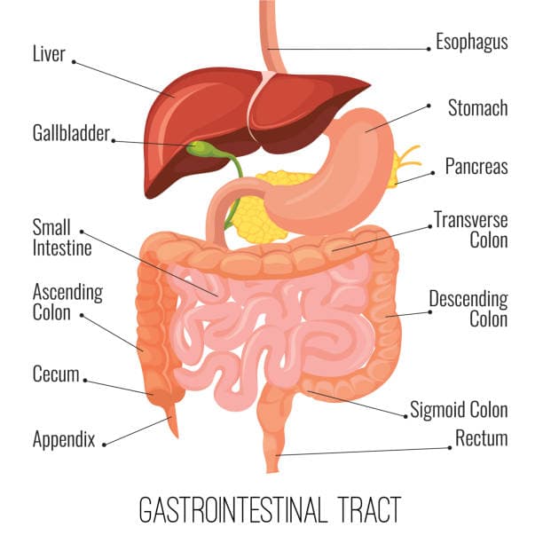 Digestive system diagram