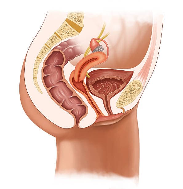 Illustration of the urinary system