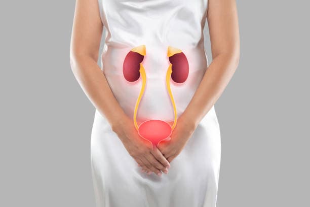 UTI anatomy detail